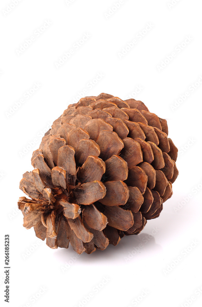 large pine cone of california sequoia tree isolated on white background large pine cone of california sequoia tree isolated on white background