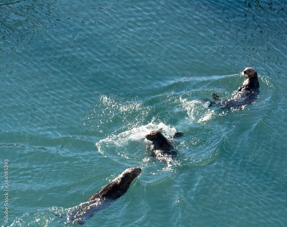 Fototapeta premium Three sea otters in three different positions send ripples in every direction as they manage to swim in a straight line