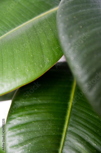 Green leaves on white background. Art soft focus