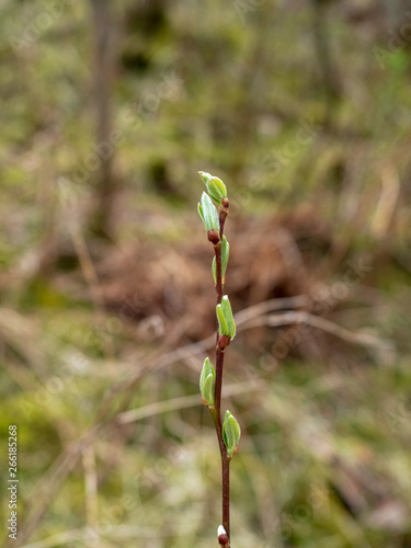 Fresh leaf starting in Spring, blur background