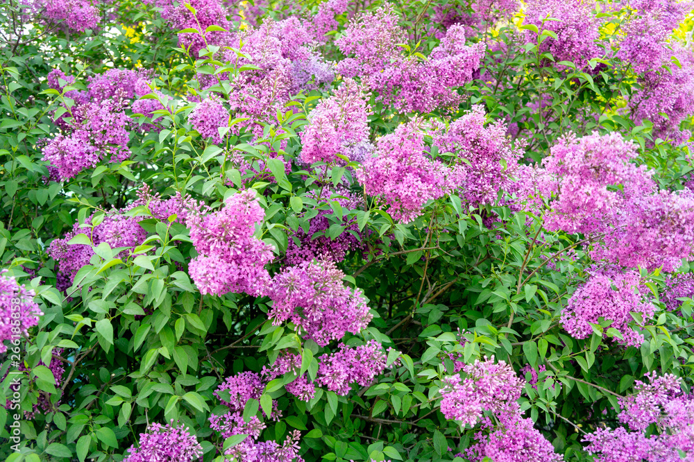 Obraz premium Lilac