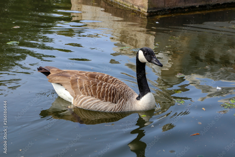 Gray Goose swims on a pond in a city park Gray Goose swims on a pond in a city park