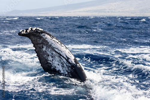 Flapper of a humpback whale © Circumnavigation