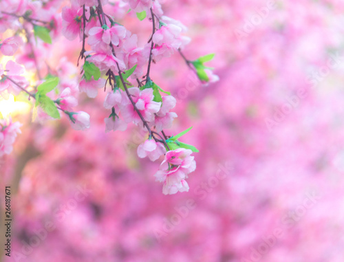 The pink flowers