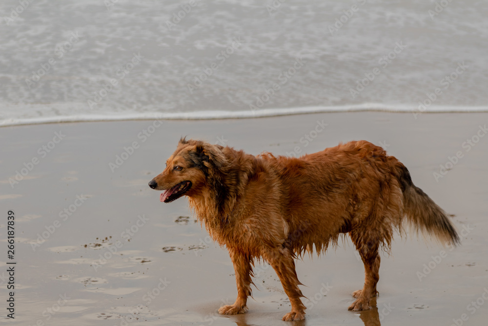 dogs on the beach of Atxabiribil, Sopelana, in Vizcaya. In the afternoon