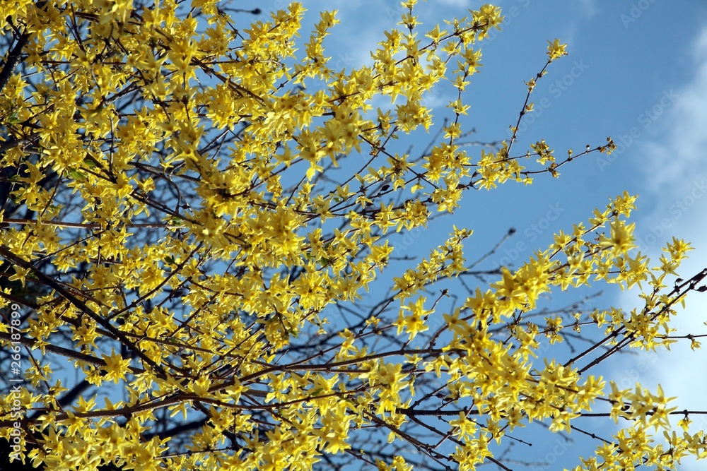 forsythia bush with yellow flowers at spring forsythia bush with yellow flowers at spring