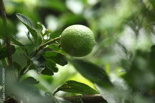 frutos del campo colombiano