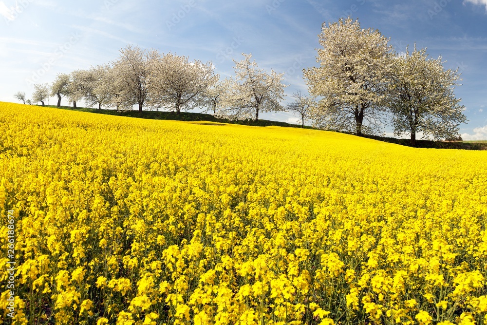 rapeseed, canola or colza field brassica napus