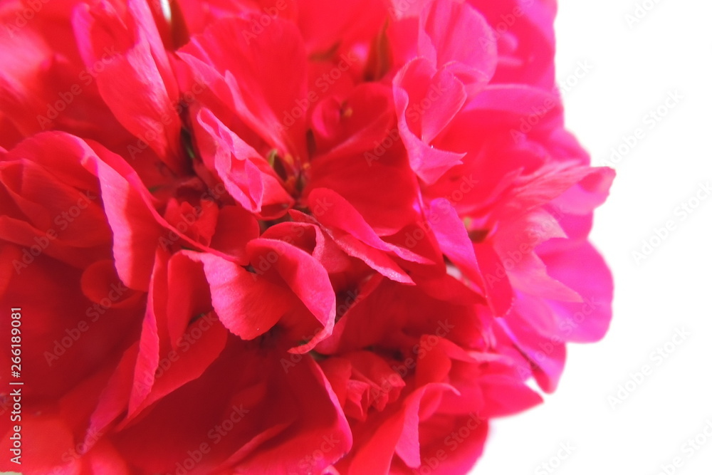 red and pink flowers on a light background.