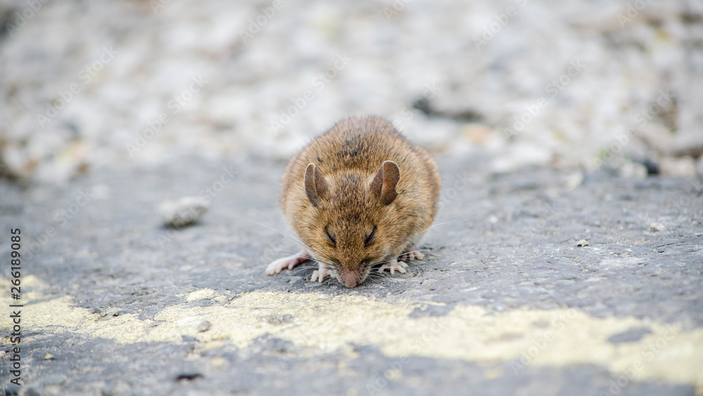 mouse resting