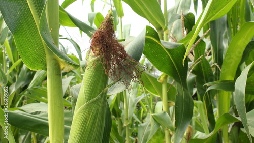 Alimentos del campo colombiano