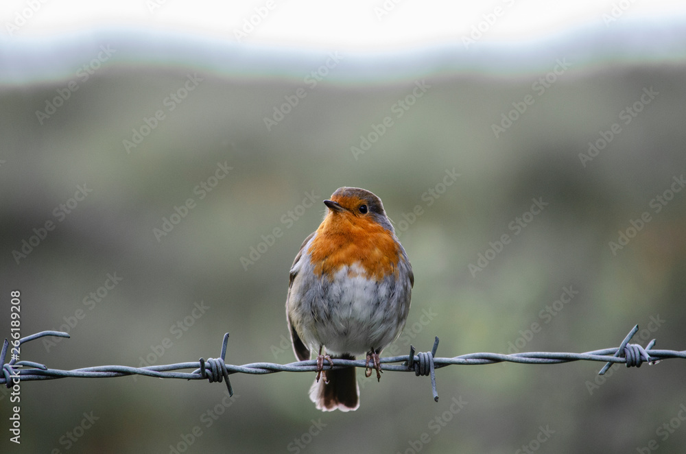 Fototapeta premium robin on a wire