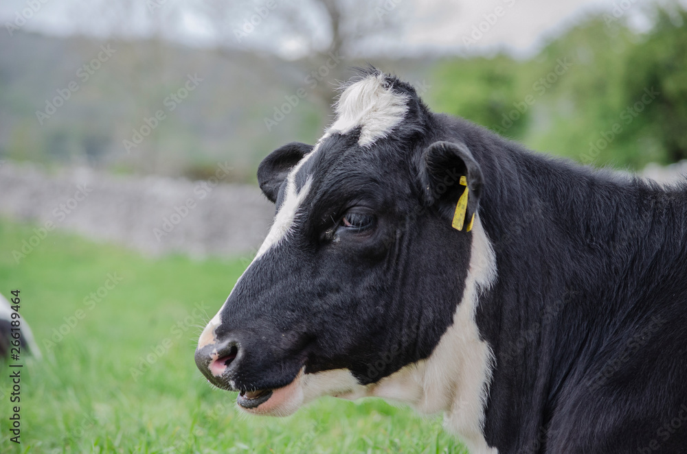 cow in a field cow in a field