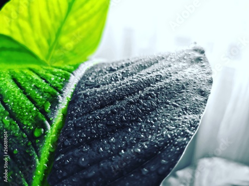 water drops on leaf