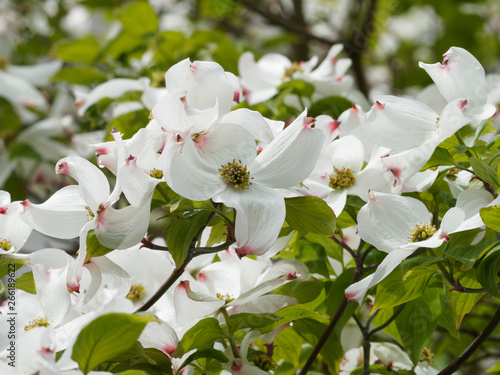 Cornus florida - Cornouiller    fleurs d Am  rique    magnifique floraison blanche teint  es de rose
