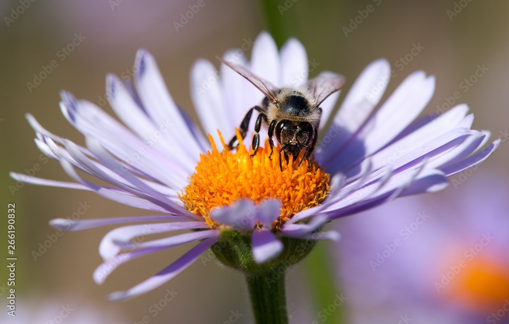 bee or honeybee sitting on flower bee or honeybee sitting on flower