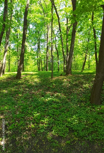 Fototapeta Naklejka Na Ścianę i Meble -   Green Forest