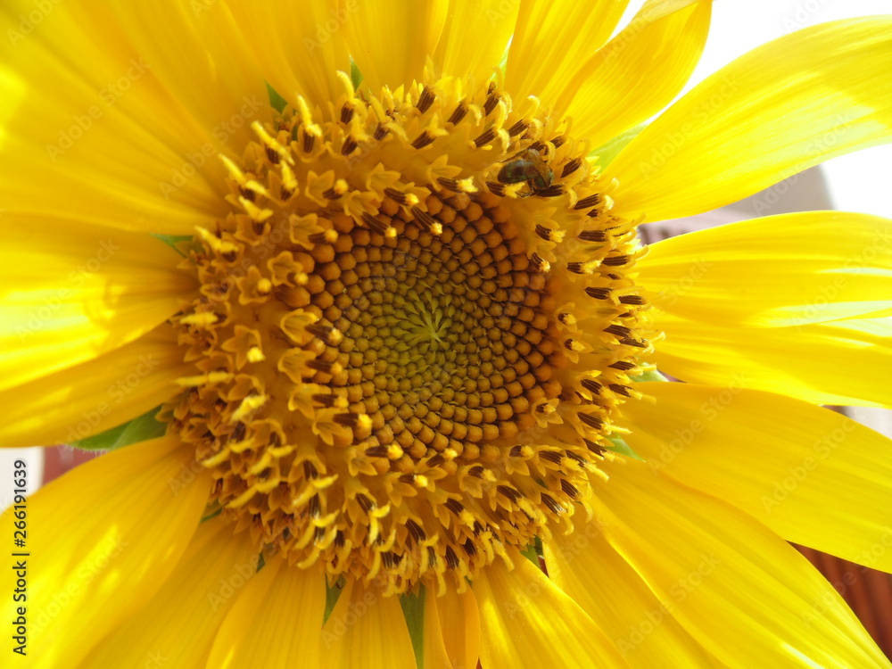 bee on sunflower bee on sunflower