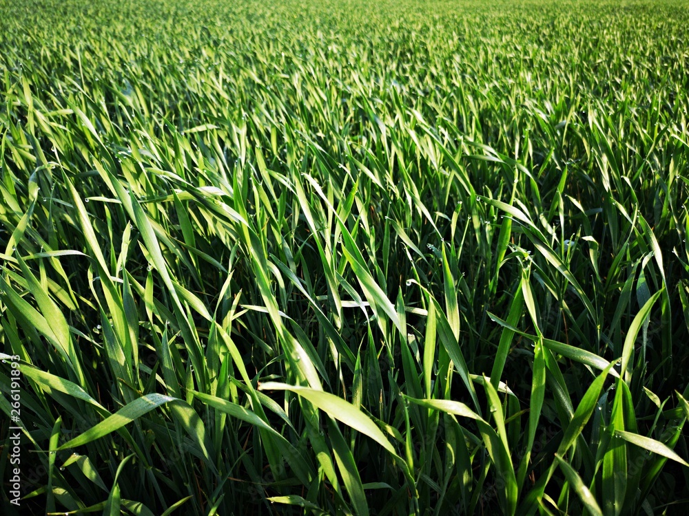 Obraz premium Fields of green wheat under blue sky. Morning dew. 