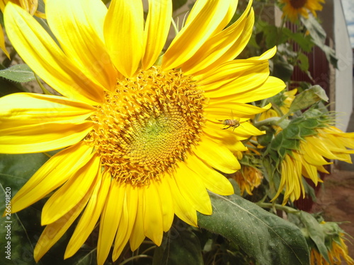 Fototapeta Naklejka Na Ścianę i Meble -  sunflower and bee