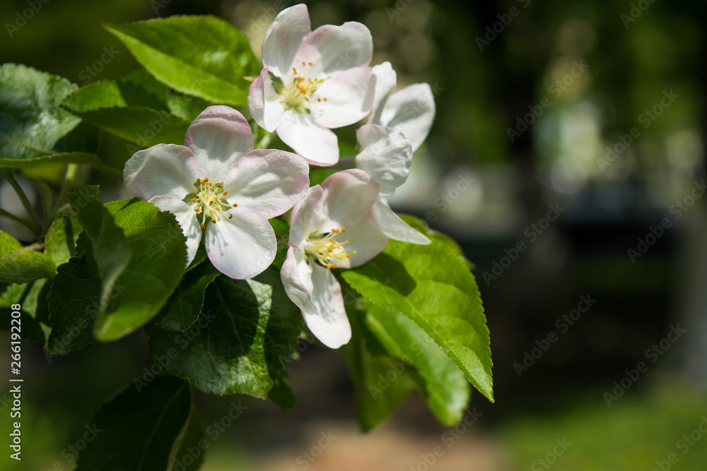 Spring white blossoms. Flowering apple tree branch in the garden. Selective focus Spring white blossoms. Flowering apple tree branch in the garden. Selective focus