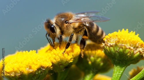bee or honeybee pollinated yellow flower © Daniel Prudek