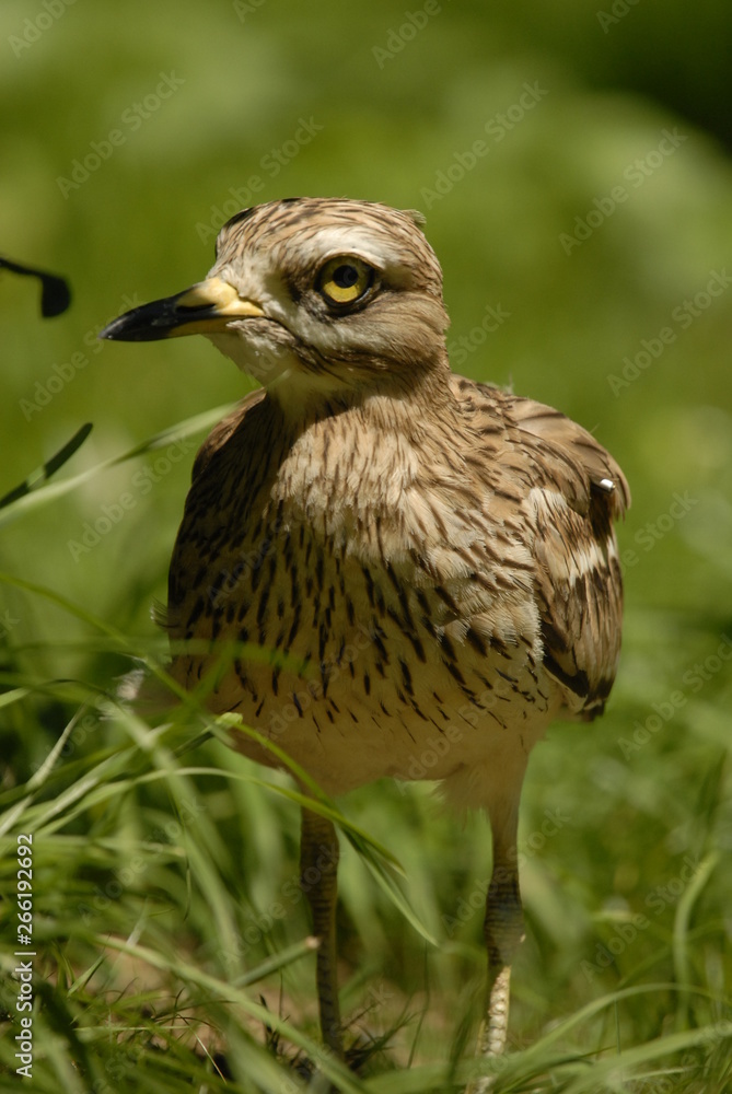 Alcaraban en el campo