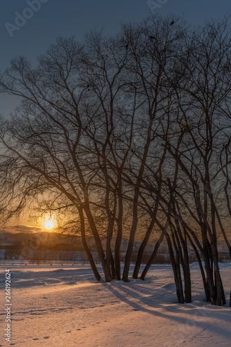 Sunset on snow and tree © Prism6 Production