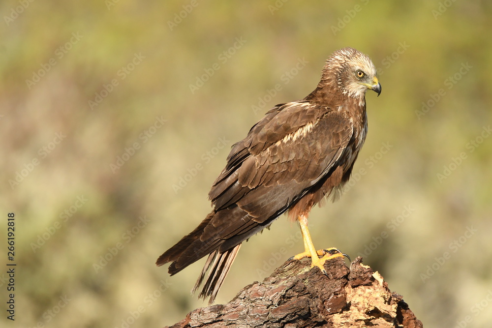 Aguila lagunero macho en la naturaleza Aguila lagunero macho en la naturaleza