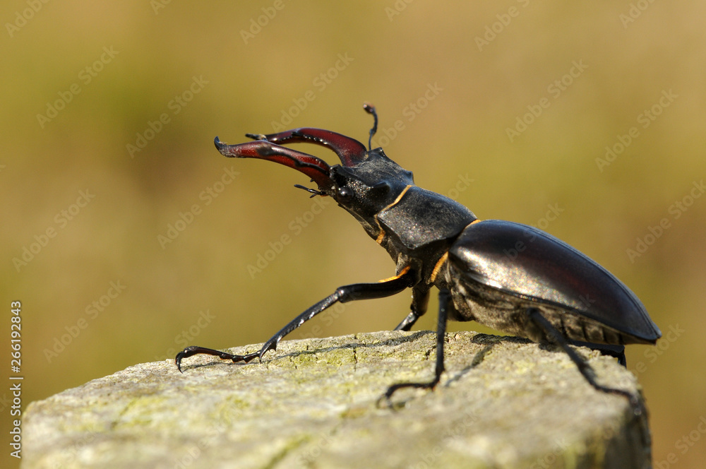 Escarabajo con cuernos Escarabajo con cuernos