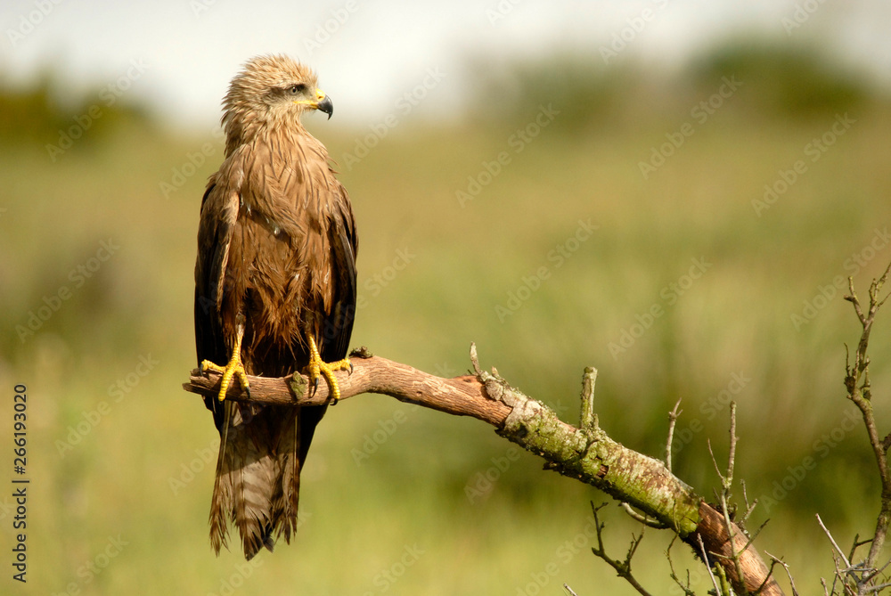Fototapeta premium Milanos en la naturaleza