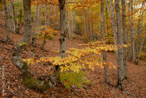 Bosque de La Tejera Negra en Otoño photo