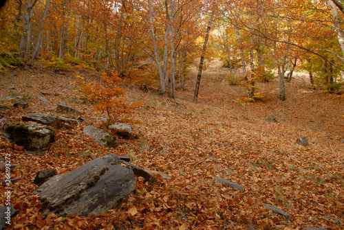 Bosque de La Tejera Negra en Otoño photo