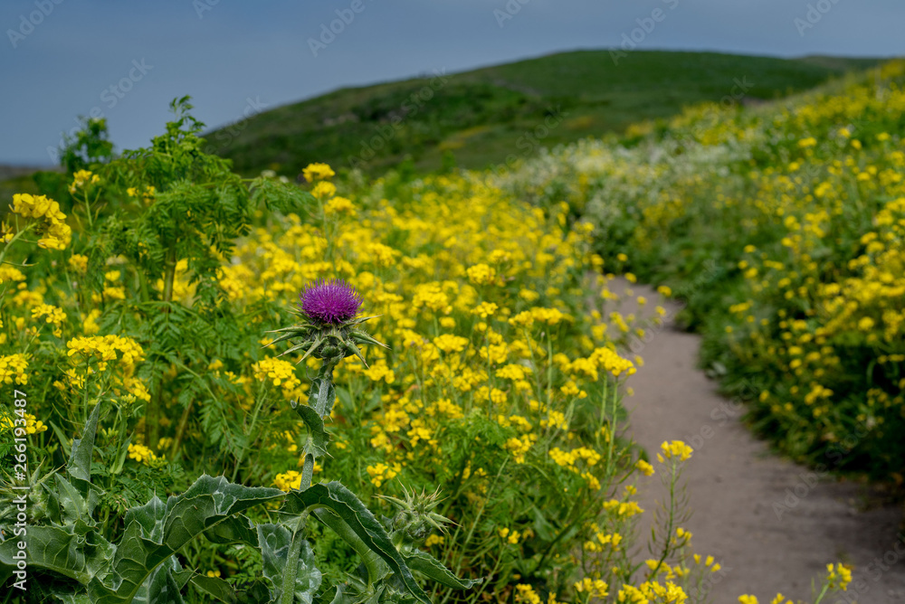 Obraz premium Trail of invasive plants in National Park Point Reyes Seashore - mustard and Oregon Thistle 