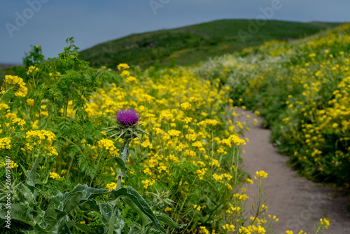 Trail of invasive plants in National Park Point Reyes Seashore - mustard and Oregon Thistle 