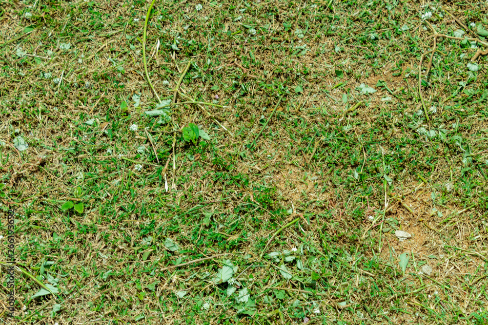 Obraz premium field of green grass with trimming from landscaping