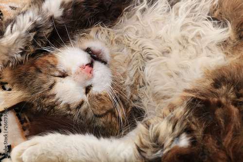 Close-up of a sleeping cat, a cat has found its home and is happy rescue animals from the street. Cozy house with pets