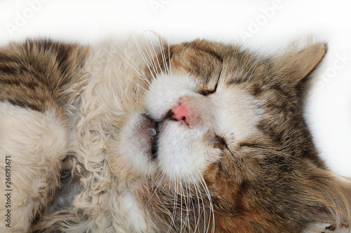 Close-up of a sleeping cat, a cat has found its home and is happy rescue animals from the street. Cozy house with pets