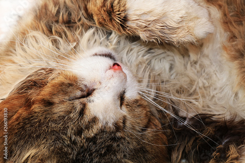 Close-up of a sleeping cat, a cat has found its home and is happy rescue animals from the street. Cozy house with pets