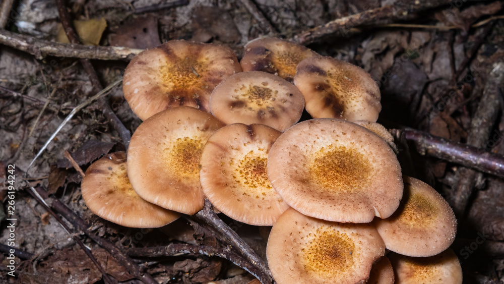 Fototapeta premium Edible mushrooms Agaric honey fungus or Armillaria mellea, cluster growing, macro, selective focus, shallow DOF
