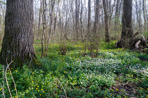 Blossom wood anemones on the ground in a forest