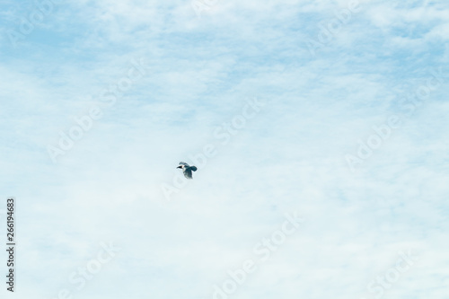 raven magpie flying in a cloudy blue sky