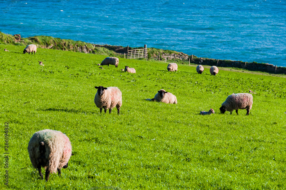 Obraz premium Porthleven, Schafe, Schafherde, Küste, Cornwall, Südengland