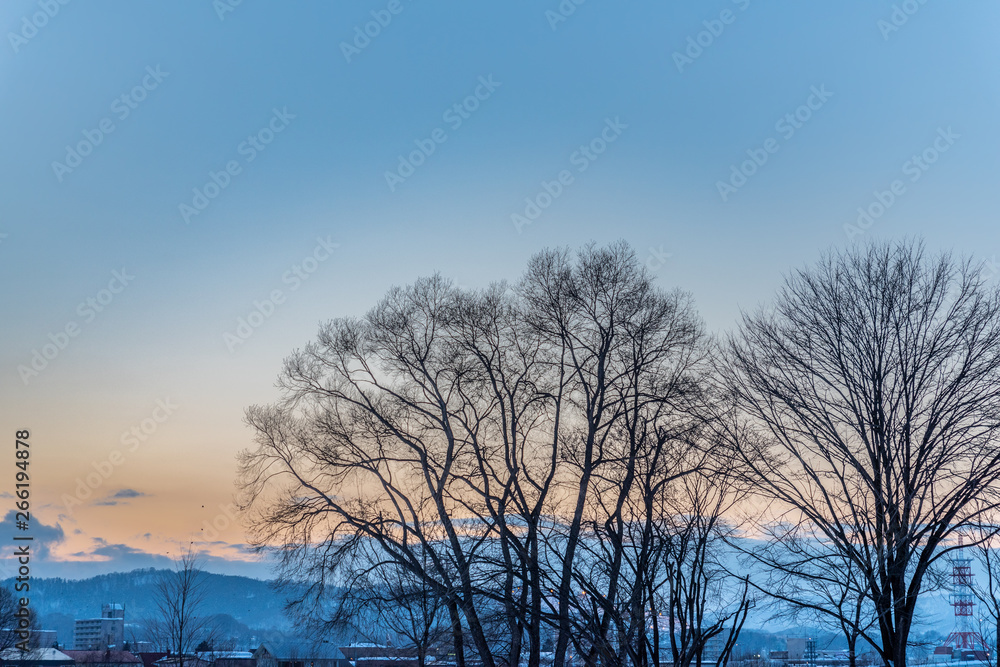 Sunset on snow and tree Sunset on snow and tree