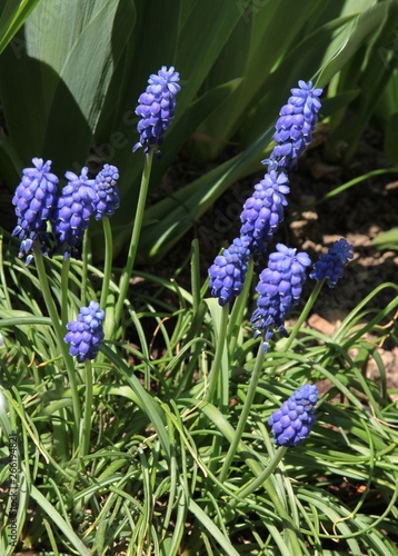 lila flowers of grape hyacinth plant at spring