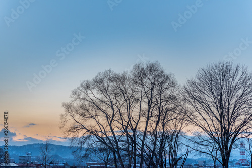 Sunset on snow and tree