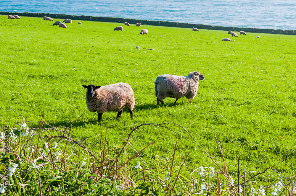Fototapeta premium Porthleven, Schafe, Schafherde, Cornwall, Küste, Landwirtschaft, Südengland