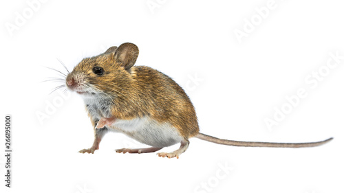 Cute mouse isolated on white background © creativenature.nl