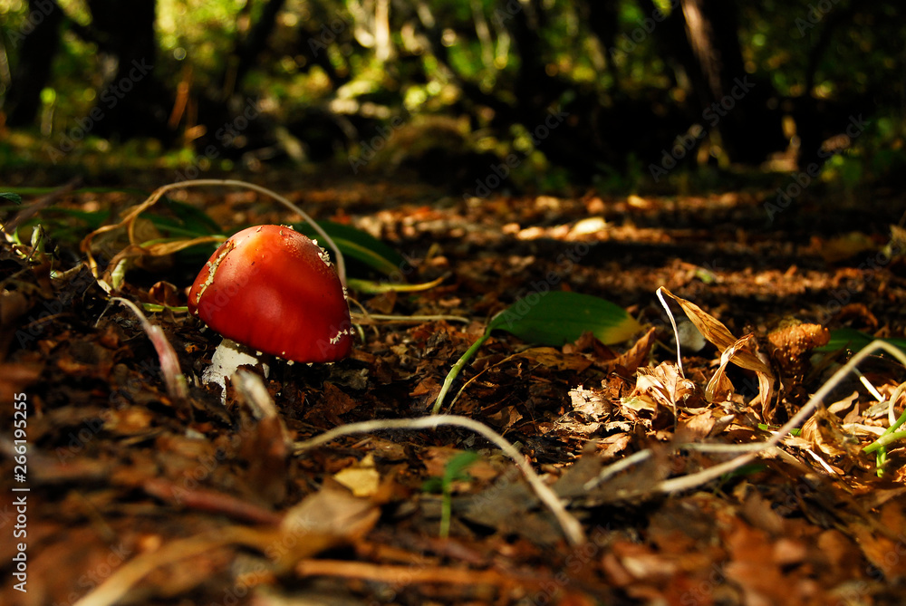 Naturaleza y paisajes de la provincia de León Naturaleza y paisajes de la provincia de León