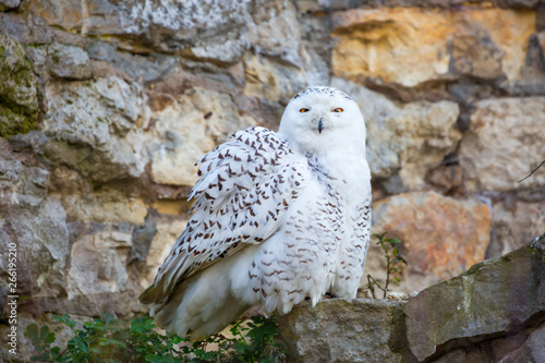 Snowy owl. White owl perfectly adapted to the peculiarities of tundra lighting, where in winter for several months night lasts, and in summer – day. Breeds circularly on the Islands of the Arctic ocea photo